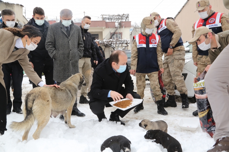 Şırnak'ta sokak ve yaban hayvanları beslendi