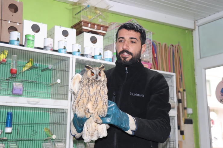 Adıyaman'da bulunan kulaklı orman baykuşu koruma altına alındı