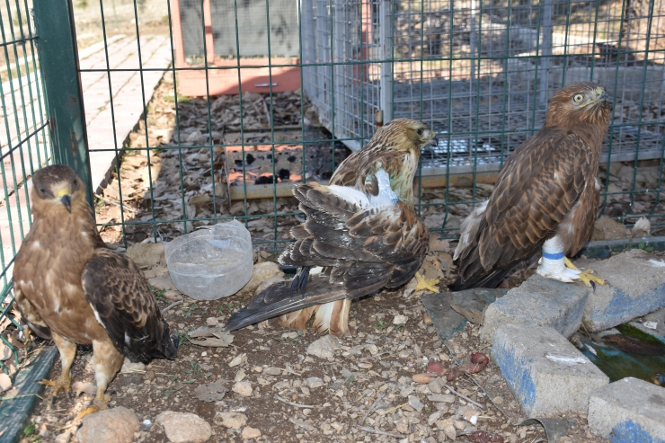 Şırnak'ta bacağı kopan kızıl şahine kauçuk protez takıldı