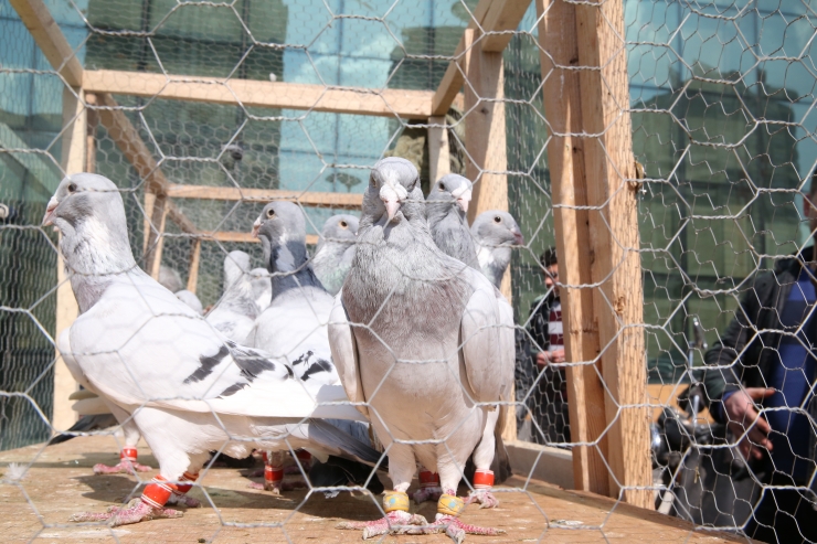 1. Uluslararası Şanlıurfa Güvercin Güzellik Yarışması yapıldı