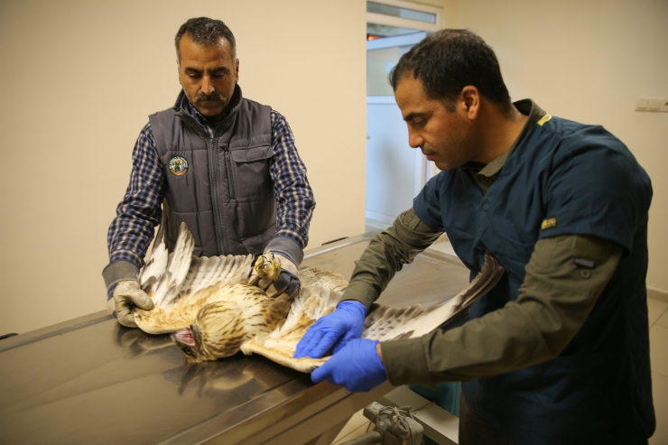 Güneydoğu'nun yaban hayvanları Şanlıurfa'daki merkezde yeniden hayata tutunuyor