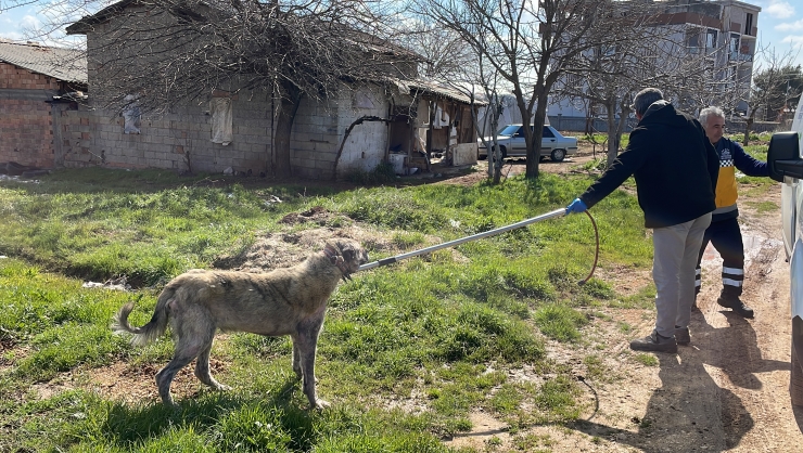 Adıyaman'da 4 sokak köpeğinin saldırısına uğrayan kişi yaralandı