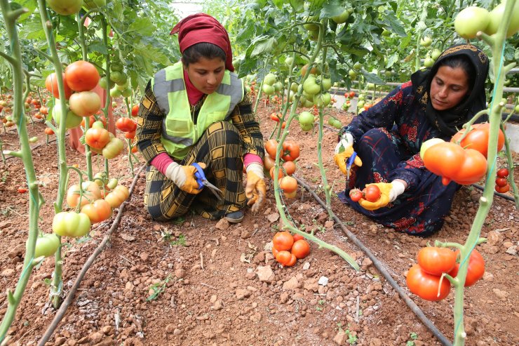 Belediyenin kurduğu seradaki domatesler vatandaşlara dağıtılacak
