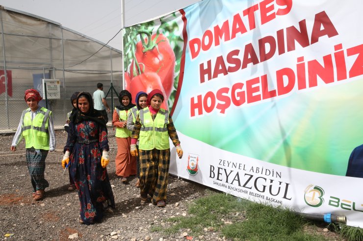 Belediyenin kurduğu seradaki domatesler vatandaşlara dağıtılacak