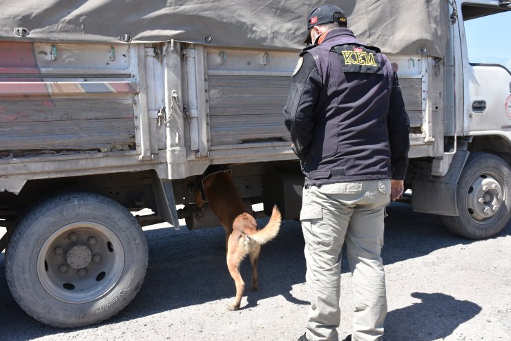 Hassas burunlu köpekler uyuşturucu kaçakçılarına göz açtırmıyor