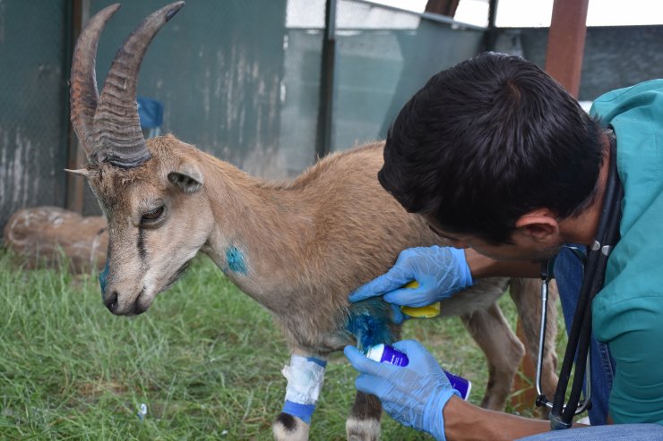 Jandarmanın bulduğu yaralı yaban keçisi tedavi altına alındı