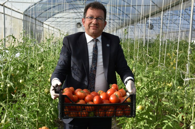 Şırnak Üniversitesi yerleşkesinde kurulan serada ilk hasat yapıldı