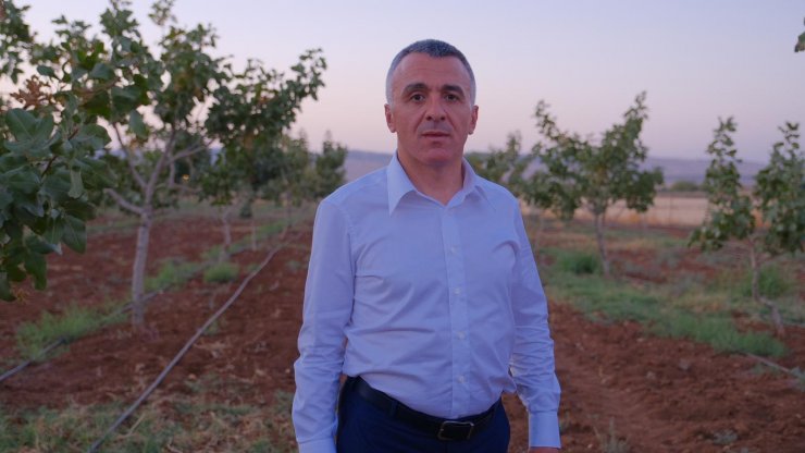 Vali Bilgin, İdil'deki zeytin ve fıstık bahçelerinde incelemede bulundu