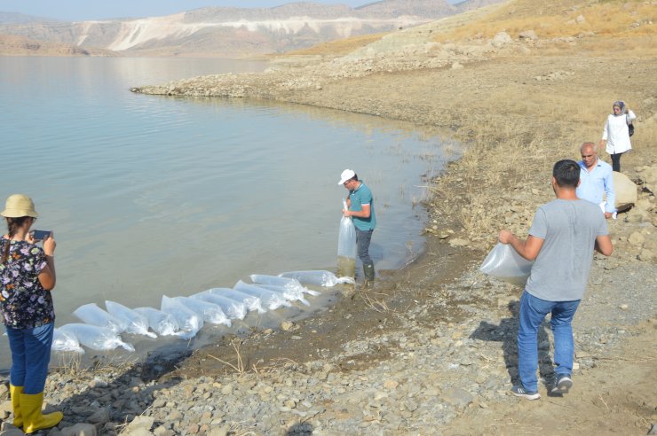 Şırnak'ta 1 milyon 800 bin yavru sazan baraj gölü ve göletlere bırakılacak