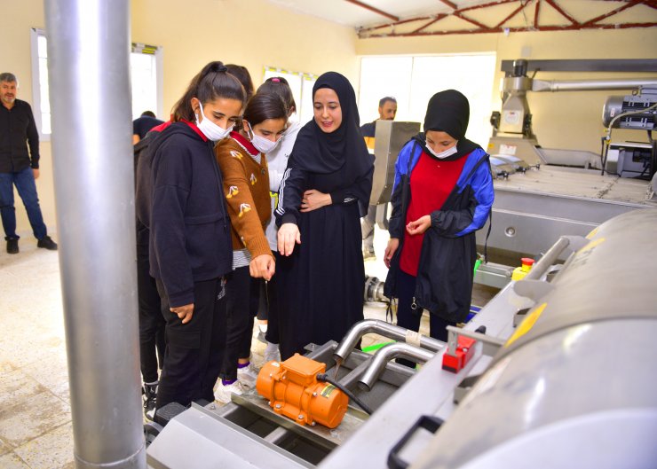 Meslek lisesi öğrencileri zeytinyağı üretimi için çalışıyor