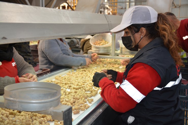 Şırnak'ta kurulan tesisler yer fıstığı üreticilerinin piyasadaki etkinliğini artırdı