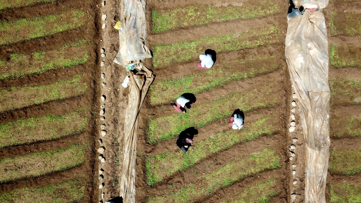Adıyaman'da baharın gelmesiyle çiftçiler tarımsal faaliyetlere başladı